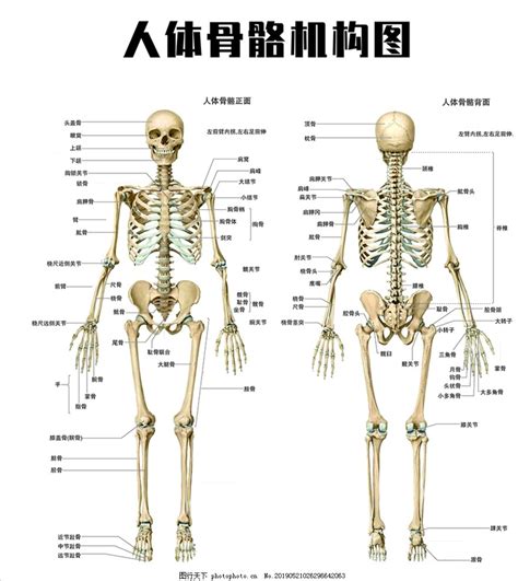 頭的骨頭|人體骨骼列表